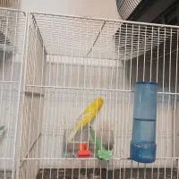 قناری کشیده بلند و رسمی|پرنده|مشهد, سرافرازان|دیوار