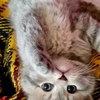 گربه اسکاتیش،بریتیش