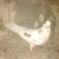 کفتر هما سرور خوشگل قرص محکم|پرنده|خزل, |دیوار