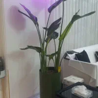 گل نی کولای|گل و گیاه طبیعی|تهران, افسریه شمالی|دیوار