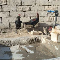 دوتا جوجه خروس لاری|حیوانات مزرعه|جزنیک, |دیوار