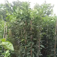 انواع نهال مرکبات و زیتون|خدمات باغبانی و درختکاری|سرپل ذهاب, |دیوار