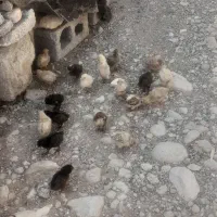 فروش دوعددمرغ باجوجه|حیوانات مزرعه|لنده, |دیوار