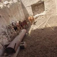 سه تیشتر چاق دوتازرده دوقلو