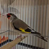 قناری سهره مستخون دورگ پرخال سرشطرنجی