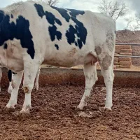 تلیسه وگاو صنعتی