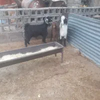 بزغاله نر وماده چاق موجود است|حیوانات مزرعه|صحنه, |دیوار