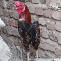 خروس اصیل