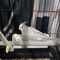 عروس هلندی|پرنده|بهارستان, |دیوار