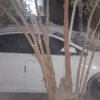 اریزو ۵ اف ال|خودرو سواری و وانت|کرمان, |دیوار