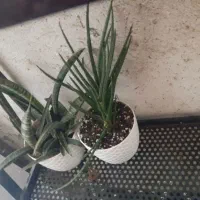 گل طبیعی|حراج|قائمشهر, |دیوار