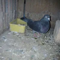 کبوتر پرشی