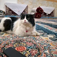 گربه پرشین ماده