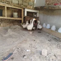 فروش غاز محلی و قو|حیوانات مزرعه|مهاباد (آذربایجان غربی), |دیوار