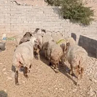 میش ابستن|حیوانات مزرعه|بهبهان, |دیوار