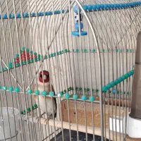 پرنده قناری