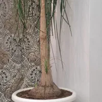 درختچه طبیعی لیندا 30 ساله بالغ گل داده با تخفیف|گل و گیاه طبیعی|تهران, حبیب الله|دیوار