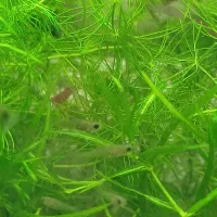 گیاه اکواریوم