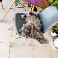 میز و صندلی