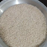 برنج دم سیاه بیرانشهر لرستان