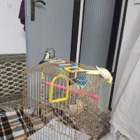 قفس عروس هلندی