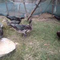 اردک اسراییلی سنگین وزن|حیوانات مزرعه|سنگر, |دیوار