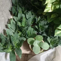 گل آپارتمانی