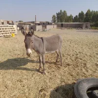 نرخر گله ای|حیوانات مزرعه|رفسنجان, |دیوار