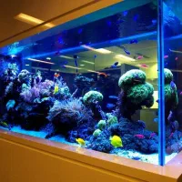 آکواریوم آب شور و شیرین وتراربوم و گرین وال مدرن|ماهی|صدرا-فارس, فاز ۲|دیوار