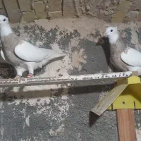 طوقی وکله سیاه|پرنده|خرمشهر, |دیوار