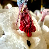 بوقلمون پرواری