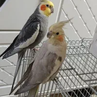 یه جفت عروس هلندی