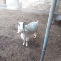 بز چاق|حیوانات مزرعه|سیدان, |دیوار