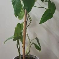 گل طبیعی بگونیای موکتی|گل و گیاه طبیعی|قدس, شهرقدس|دیوار