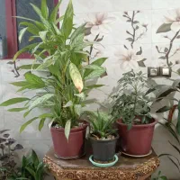 تعدای گل زیبا