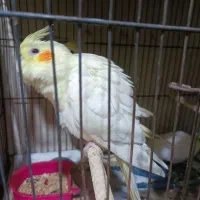 جوجه عروس|پرنده|قم, سربخش|دیوار