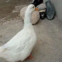 اردک ماده