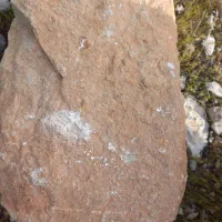 سنگ فسیل با بالاترین قیمت واگزار میشود