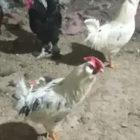 فروش چند عدد بوقلمون و خروس|حیوانات مزرعه|خنداب, |دیوار