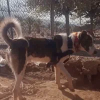 خراسانی رنگ خاص|سگ|شیراز, باغشهر اهل بیت|دیوار