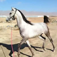 فروش اسب نریان عرب