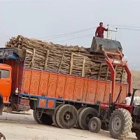 خریدار چوب انواع درخت
