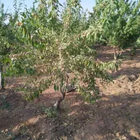 فروش باغ بادام ۲۰۰۰۰متری|فروش زمین و ملک کلنگی|بن, |دیوار