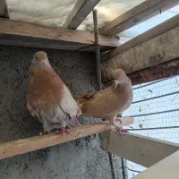 کفتر زردی ماهرو ابلغ تیکه پاره|پرنده|تهران, فرمانیه|دیوار