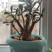 گل ادنیوم درحال گل دهی در تبریز تحویل داده میشه|گل و گیاه طبیعی|خسروشاه, |دیوار