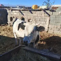جوانه سمینتال فروشی