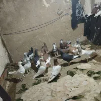 کبوتر|پرنده|الوند, |دیوار