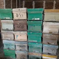 کندو زنبور عسل