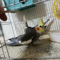 دو عدد عروس هلندی نر سخنگو دستی