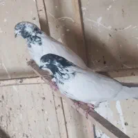 کفتر کلم سبز